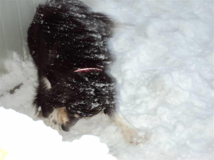 Blanding af racer tulle - hva søren det skidt sidder fast i pelsen billede 12