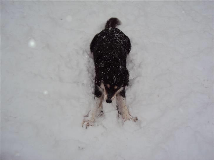 Blanding af racer tulle - det bedste jeg ved.... ligge og fede den i sneen billede 13