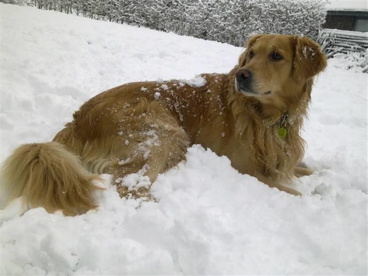 Golden retriever Gismo - Elsker det her billede! 16/12-09 billede 19