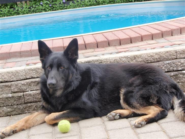 Schæferhund Charlie - bare total slappe hjemme i haven :-) billede 13