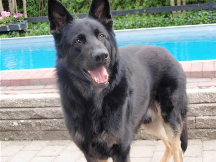 Schæferhund Charlie billede 14