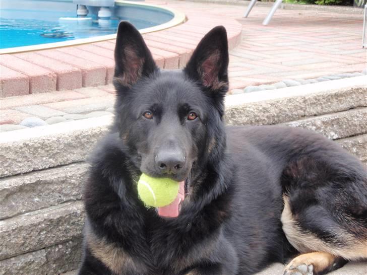 Schæferhund Charlie billede 15