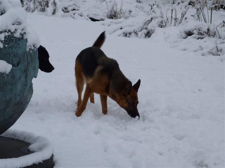 Schæferhund Sandra - Snuser lidt rundt :) 4 år. billede 20