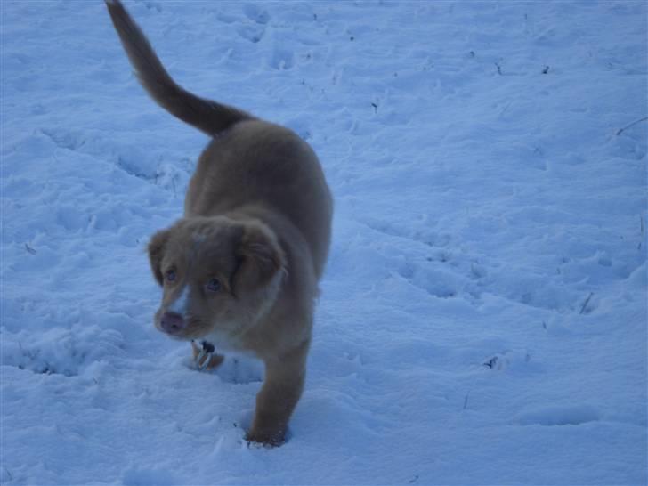 Nova scotia duck tolling retriever  Beautyfull Mischa billede 8