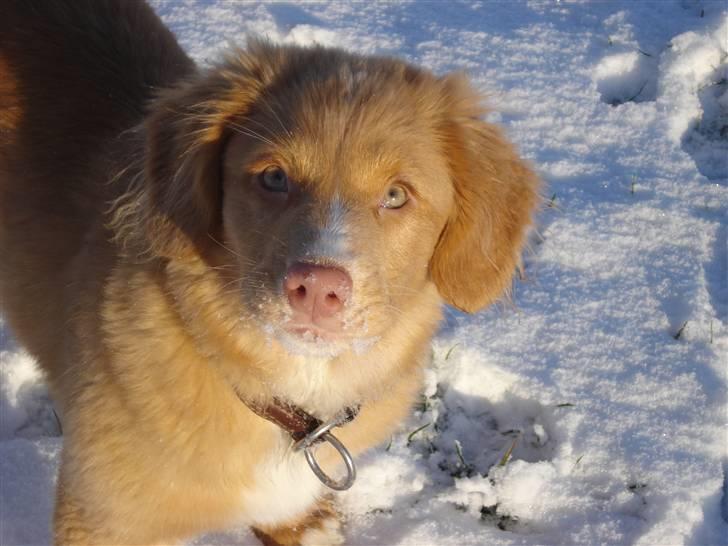 Nova scotia duck tolling retriever  Beautyfull Mischa billede 9