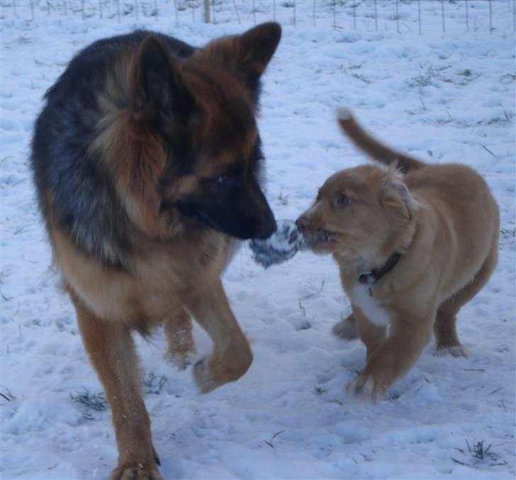 Nova scotia duck tolling retriever  Beautyfull Mischa billede 10