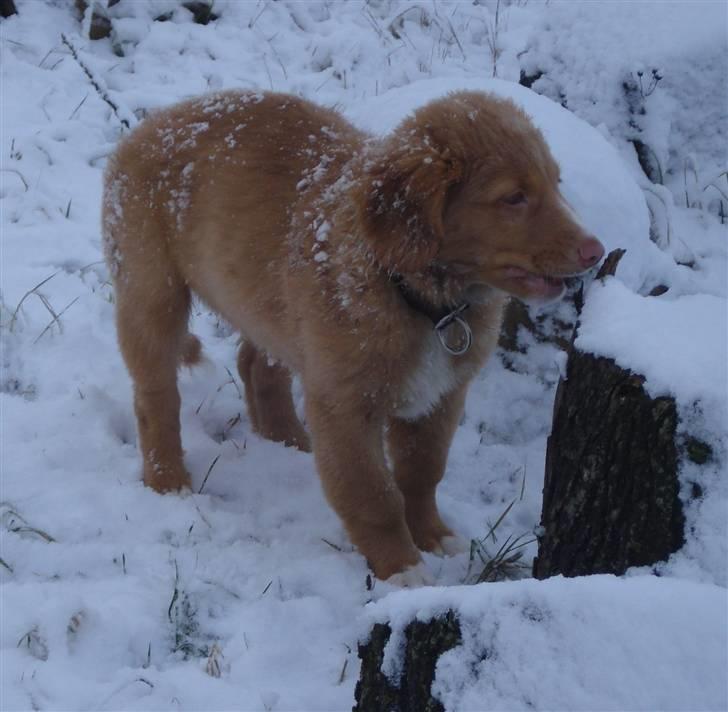 Nova scotia duck tolling retriever  Beautyfull Mischa billede 11