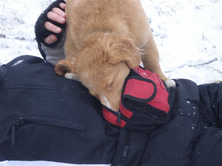 Nova scotia duck tolling retriever  Beautyfull Mischa billede 12