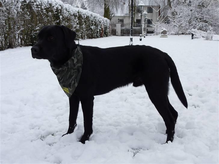 Labrador retriever Micki (Codys Der Mann) - Micki er for første gang ude og lege i sneen. 10 mdr. gammel. billede 14