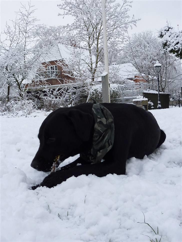 Labrador retriever Micki (Codys Der Mann) billede 15