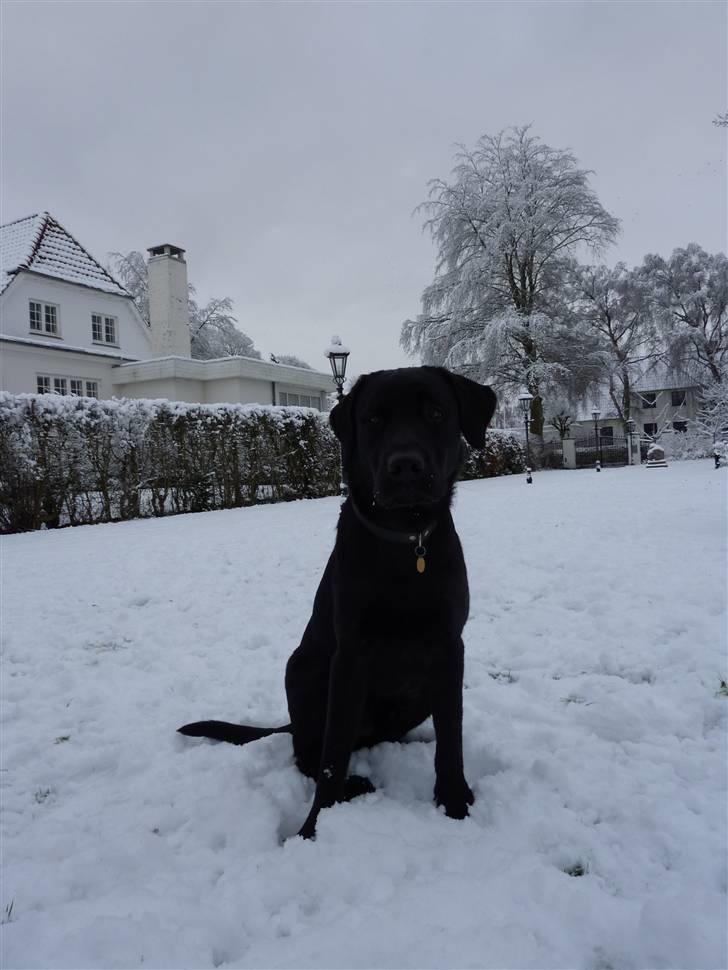 Labrador retriever Micki (Codys Der Mann) billede 16