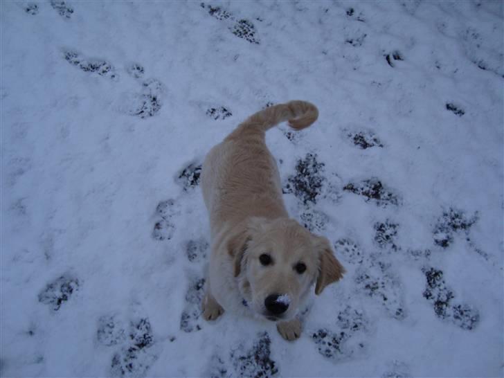 Golden retriever Thomsen - kom nu, bare en til snebold..... billede 6