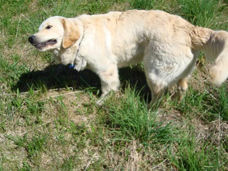 Golden retriever Thomsen billede 7