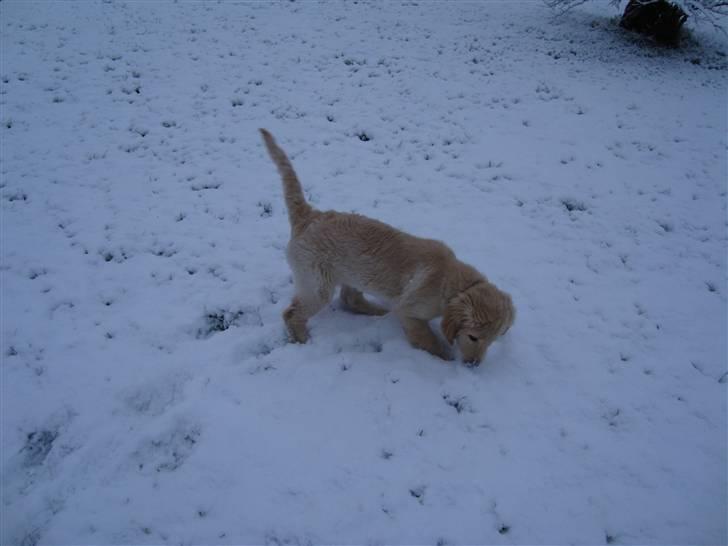 Golden retriever Thomsen billede 8