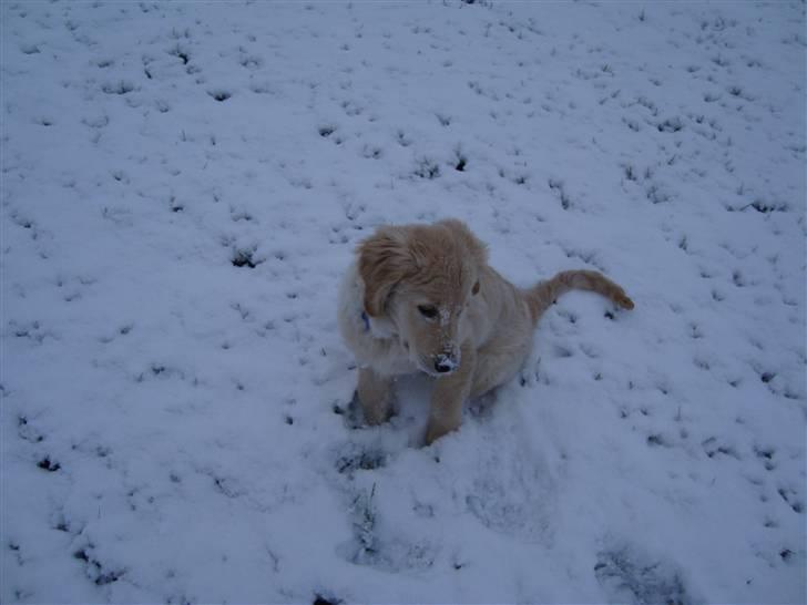 Golden retriever Thomsen billede 9