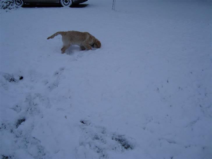 Golden retriever Thomsen billede 10