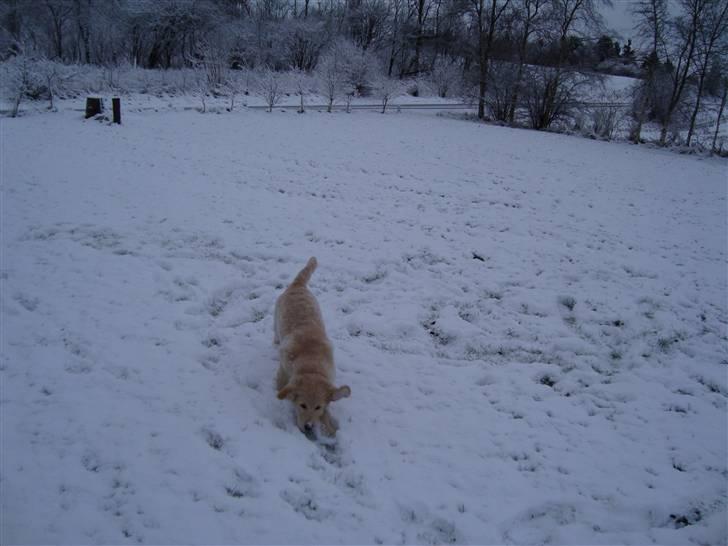 Golden retriever Thomsen billede 11