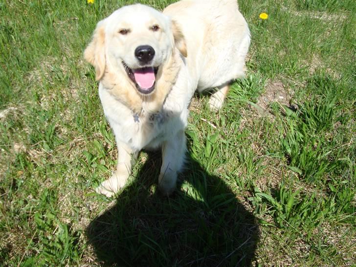 Golden retriever Thomsen - smid det kamera...... billede 12