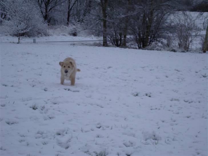 Golden retriever Thomsen - kommer nuuuuuu!!!!!! billede 13