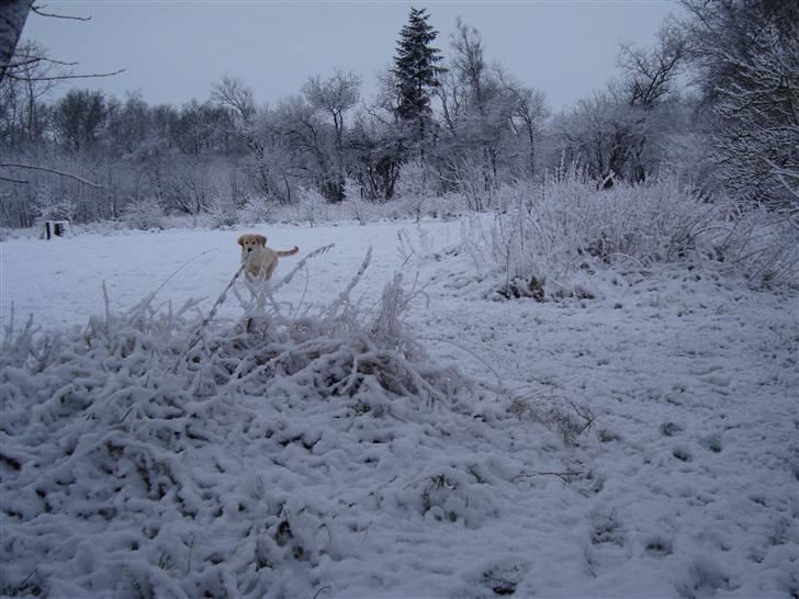 Golden retriever Thomsen billede 14