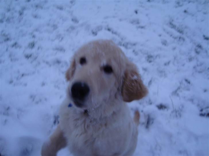 Golden retriever Thomsen billede 15