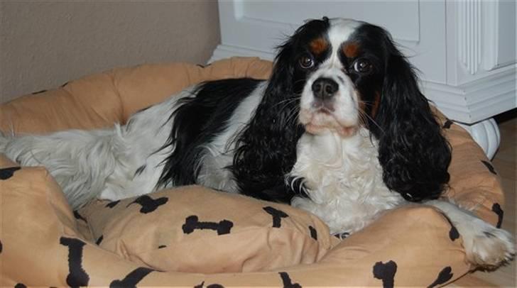 Cavalier king charles spaniel Kicki 2006 - 2010 billede 8