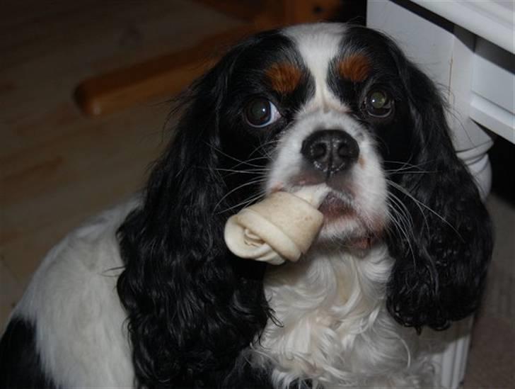 Cavalier king charles spaniel Kicki 2006 - 2010 billede 9