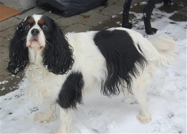 Cavalier king charles spaniel Kicki 2006 - 2010 billede 10