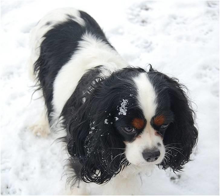 Cavalier king charles spaniel Kicki 2006 - 2010 billede 11
