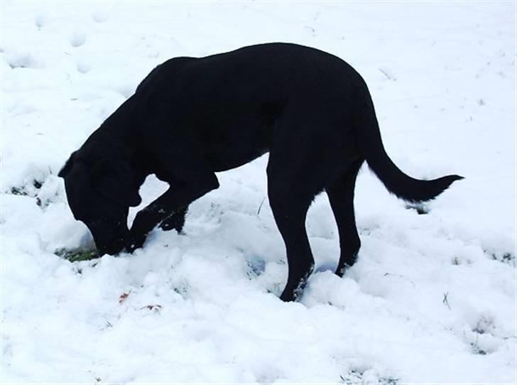 Blanding af racer Holly 2005-2020* billede 17