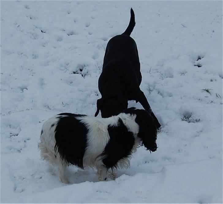 Cavalier king charles spaniel Kicki 2006 - 2010 billede 12