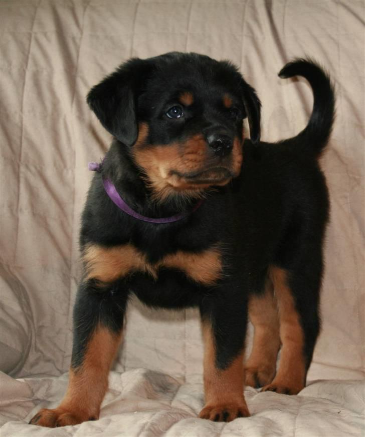 Rottweiler Haiki's Bacille * Død* billede 1