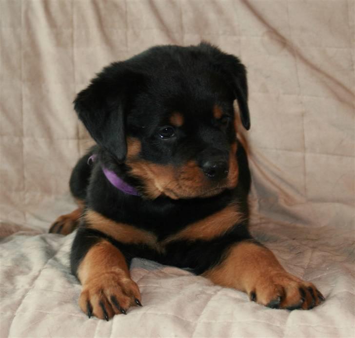 Rottweiler Haiki's Bacille * Død* billede 2