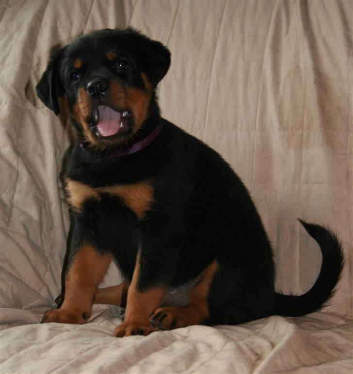 Rottweiler Haiki's Bacille * Død* billede 3