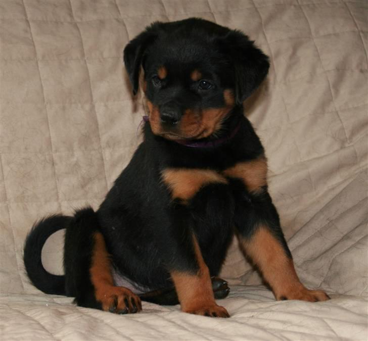 Rottweiler Haiki's Bacille * Død* billede 4