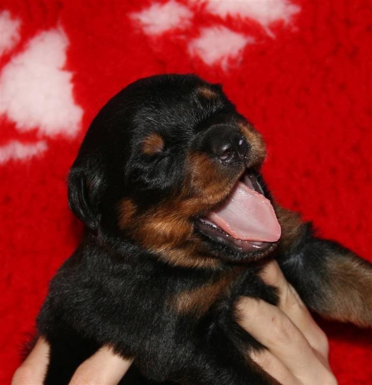 Rottweiler Haiki's Bacille * Død* billede 5