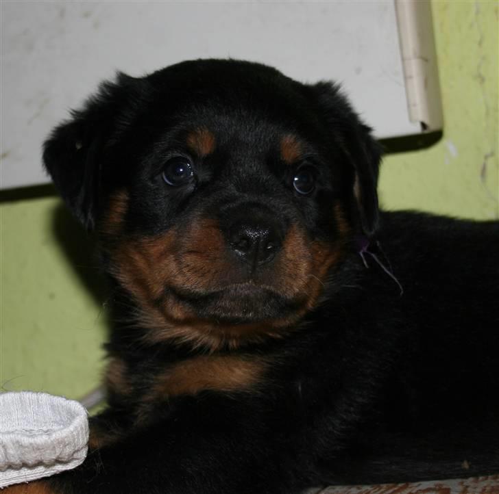 Rottweiler Haiki's Bacille * Død* billede 6