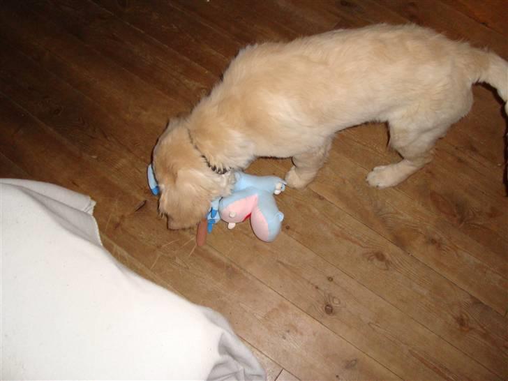 Golden retriever Thomsen - tror jeg har ham.... billede 16