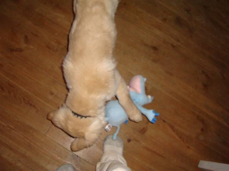 Golden retriever Thomsen - dø dolph, døøøøø!!!! billede 17