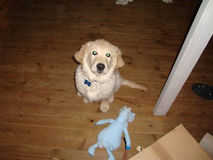 Golden retriever Thomsen - sådan, et stk. lilla flodhest!!! billede 18