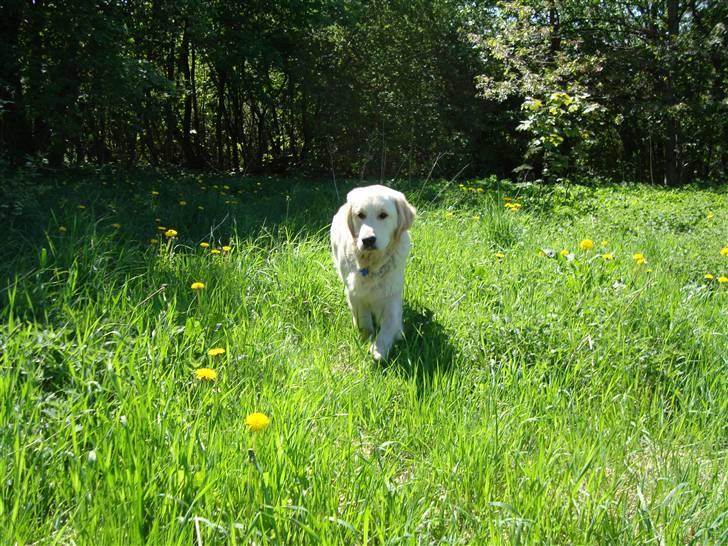 Golden retriever Thomsen billede 19