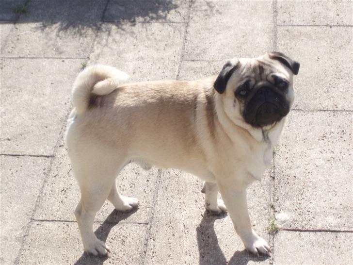 Mops Danita's Alfred billede 1