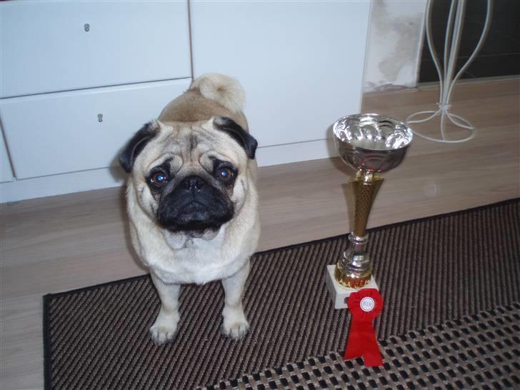 Mops Danita's Alfred - vinder hunden. 2.10.2010 i Ejstrupholm. Bedst i Racen plus første præmien  billede 2