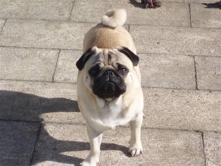 Mops Danita's Alfred billede 3