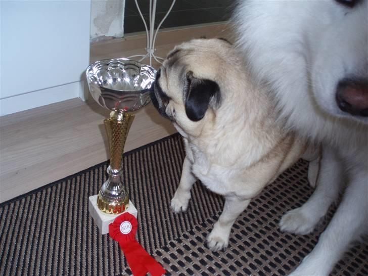 Mops Danita's Alfred - ´wow har jeg vundet den?!´ billede 4