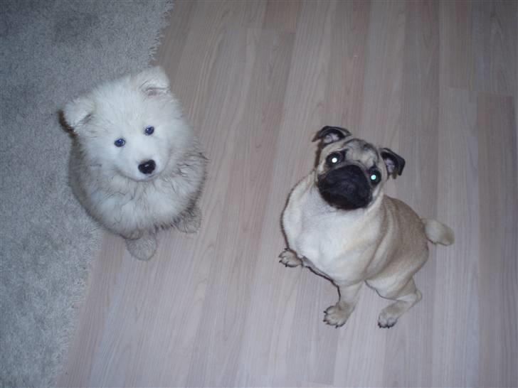 Mops Danita's Alfred billede 5