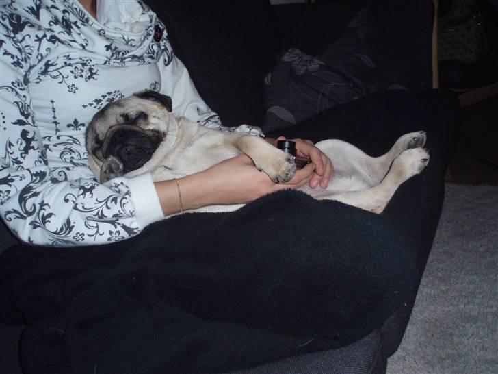 Mops Danita's Alfred billede 6