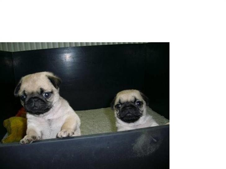 Mops Danita's Alfred billede 7