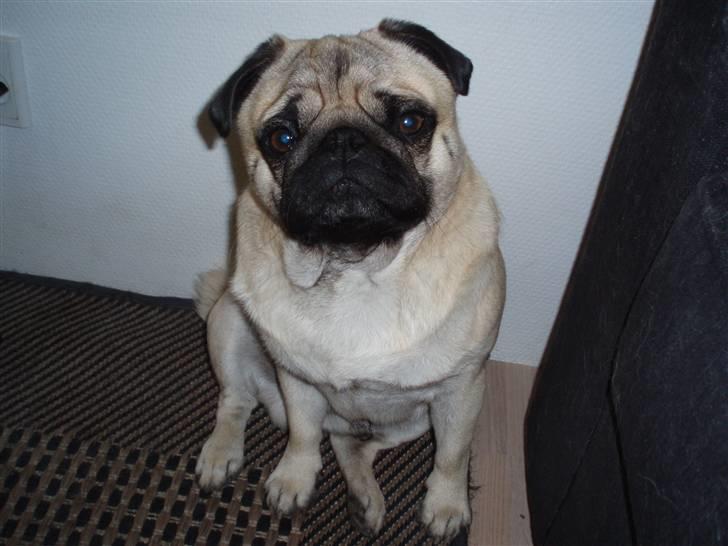 Mops Danita's Alfred billede 8