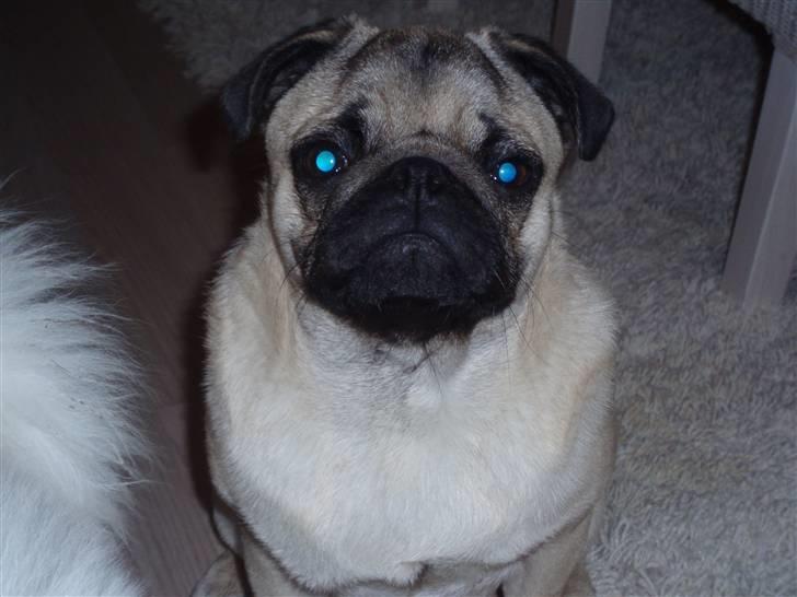 Mops Danita's Alfred billede 9